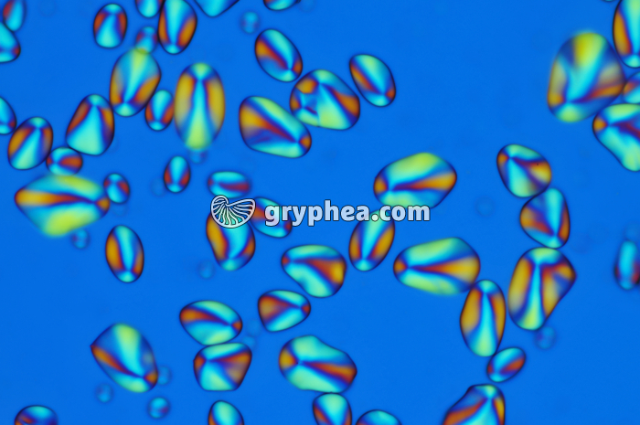 Grains d'amidon de Pomme de terre LPA x40 - gryphea.com